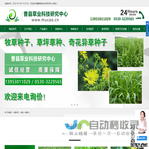 牧草种子