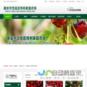 吉塞拉樱桃苗,吉塞拉矮化樱桃苗