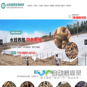 山东赢舜生物科技有限公司,水蛭养殖,山东水蛭养殖基地,水蛭成苗,水蛭成品,水蛭卵茧,水蛭小苗