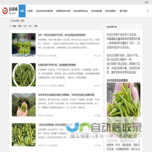 兰花香安吉白茶价格多少钱一斤【图片