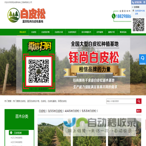 白皮松批发价格直销全国