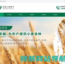 小麦种子