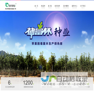 苹果苗木