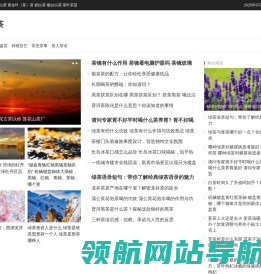 小戴白茶