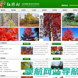 美国红橡树